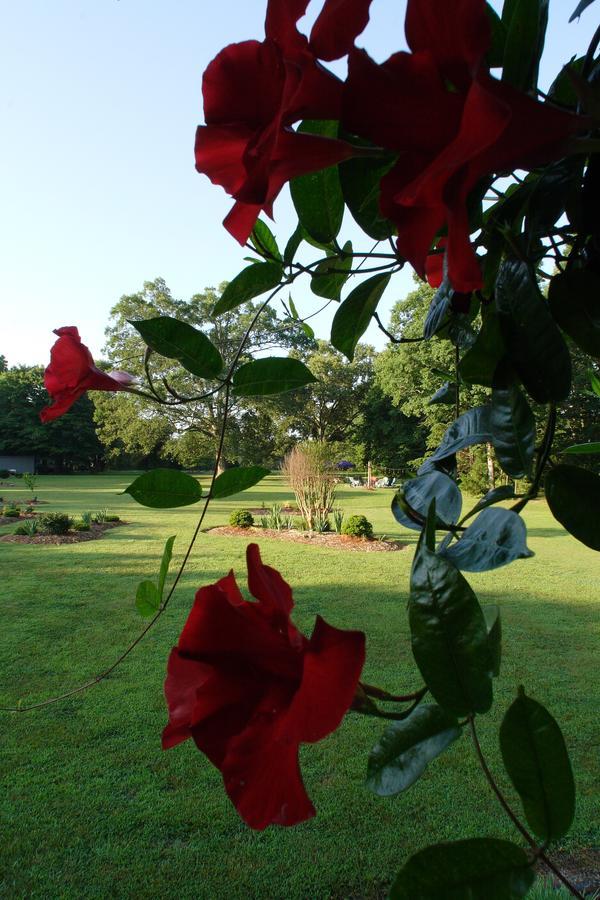 Seven Oaks Bed & Breakfast Highpoint Екстериор снимка